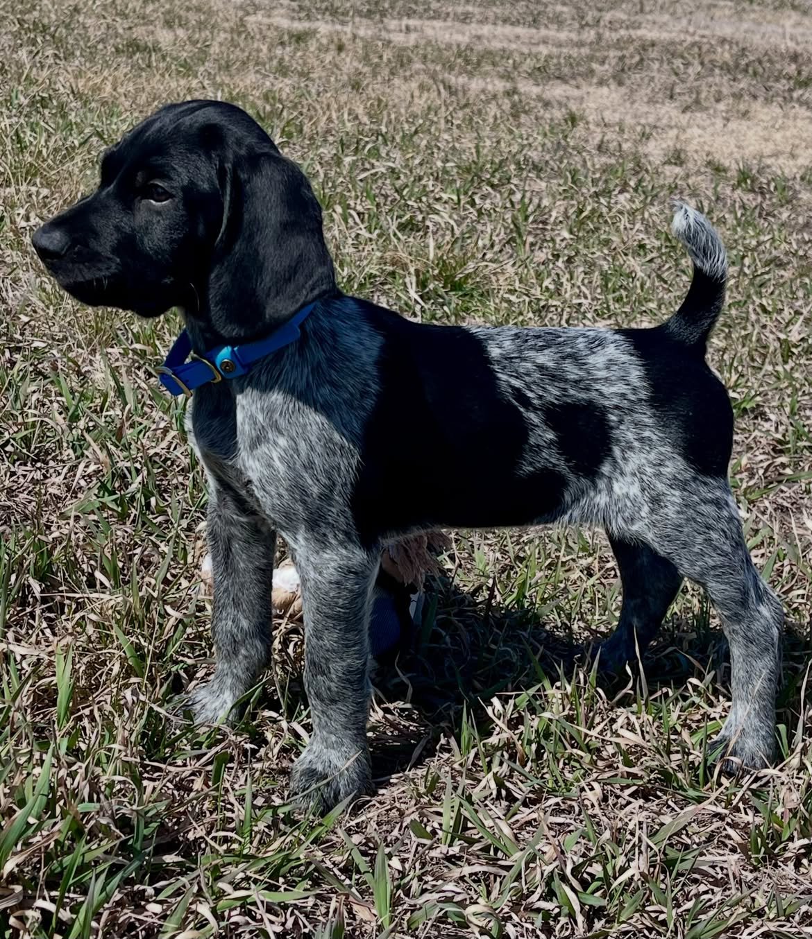 Kundenfoto: glücklicher Hund in seinem neuen Zuhause