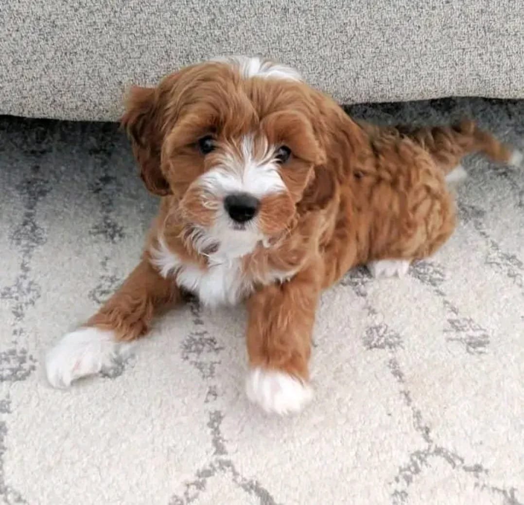 Cavapoo Welpe