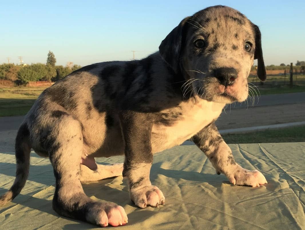 Deutsche Dogge