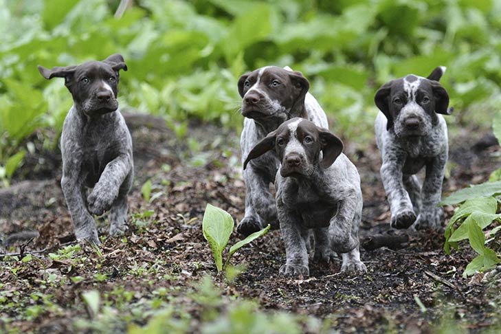 Deutsch Kurzhaar Hund im Freien