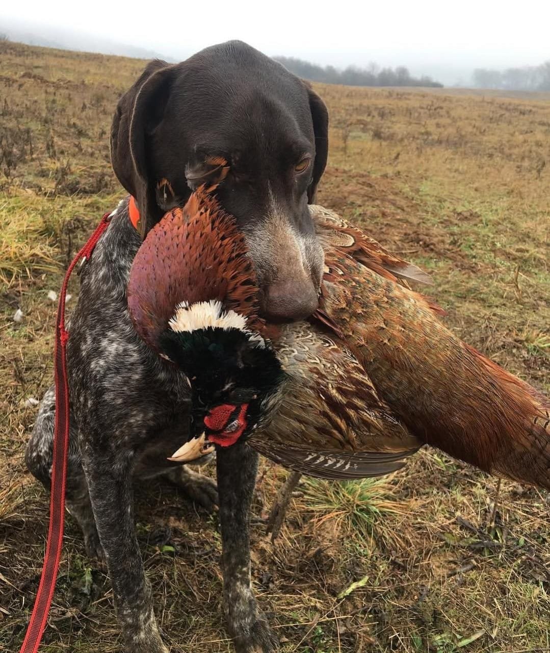 Jagdhund im Einsatz bei der Jagd