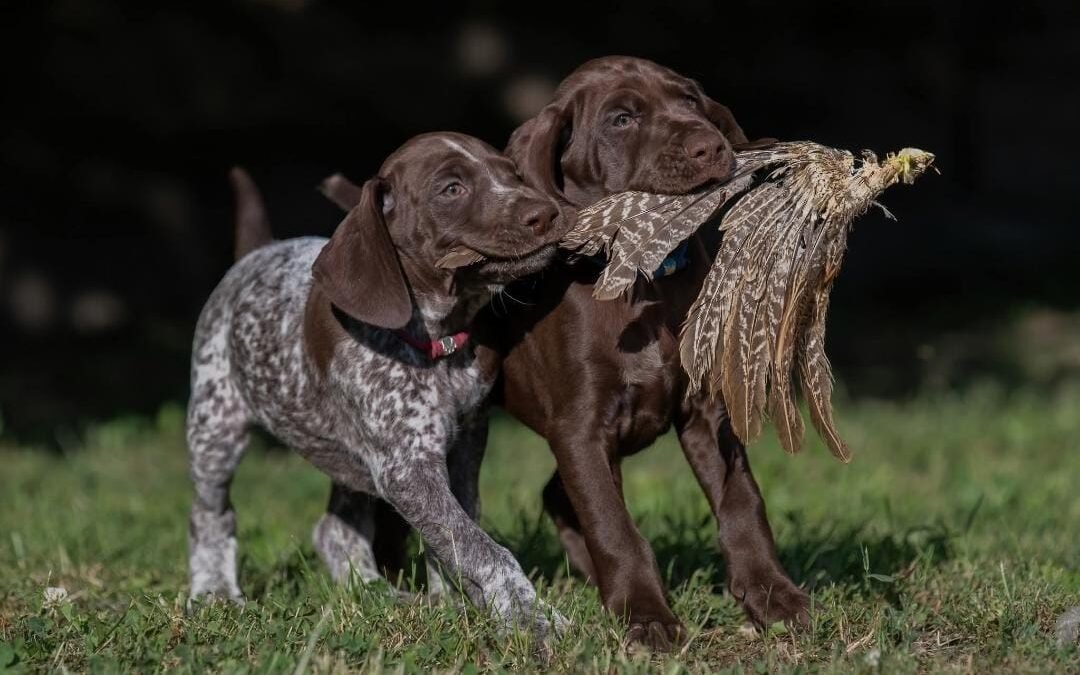 dackelwelpen-verfugbar-deutsch-kurzhaar-welpen-verfugbar-deutsche-dogge-welpen-verfugbar-deutsche-schaferhundwelpen-verfugbar-cavapoo-welpen-verfugbar