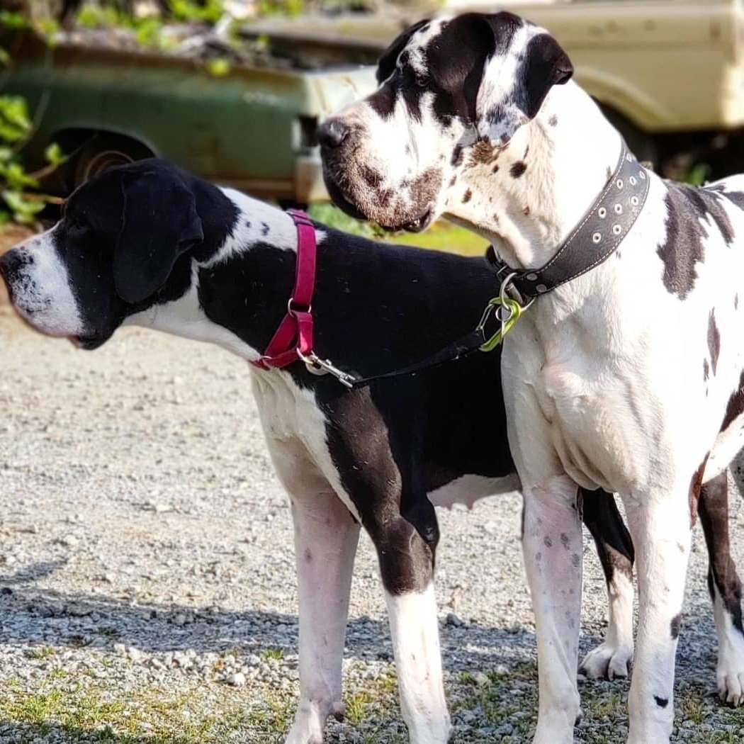 Zwei Deutsche Doggen – Welpen vom Züchter