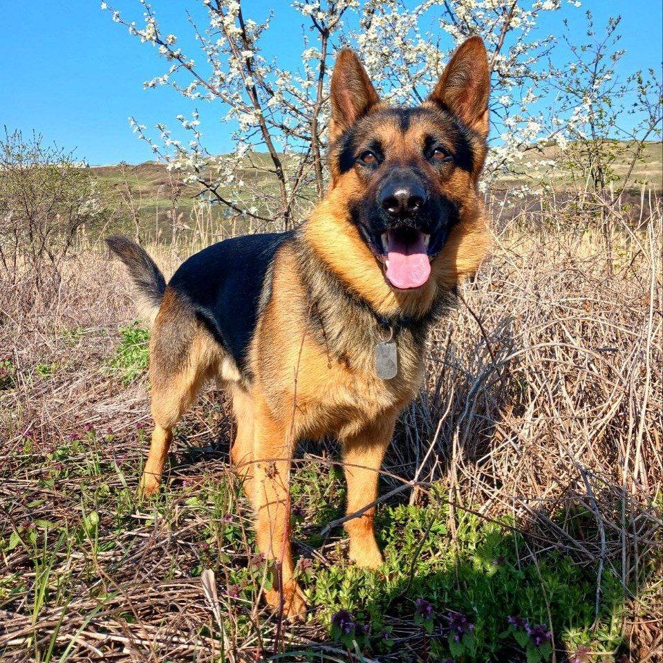 Deutscher Schäferhund Welpe im Garten