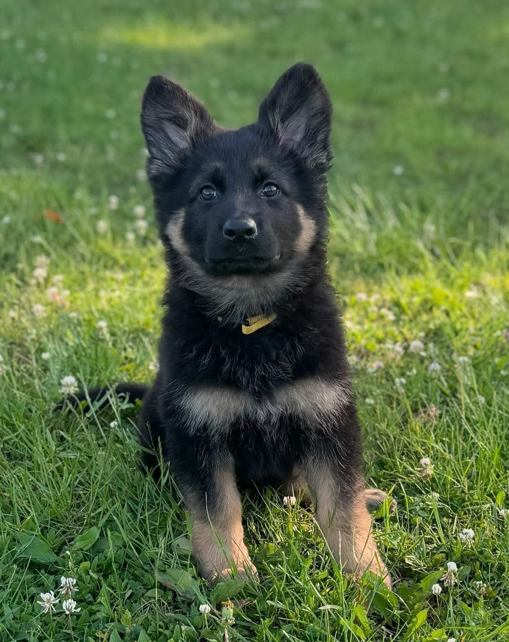 Deutscher Schäferhund-Welpe sitzt im Gras
