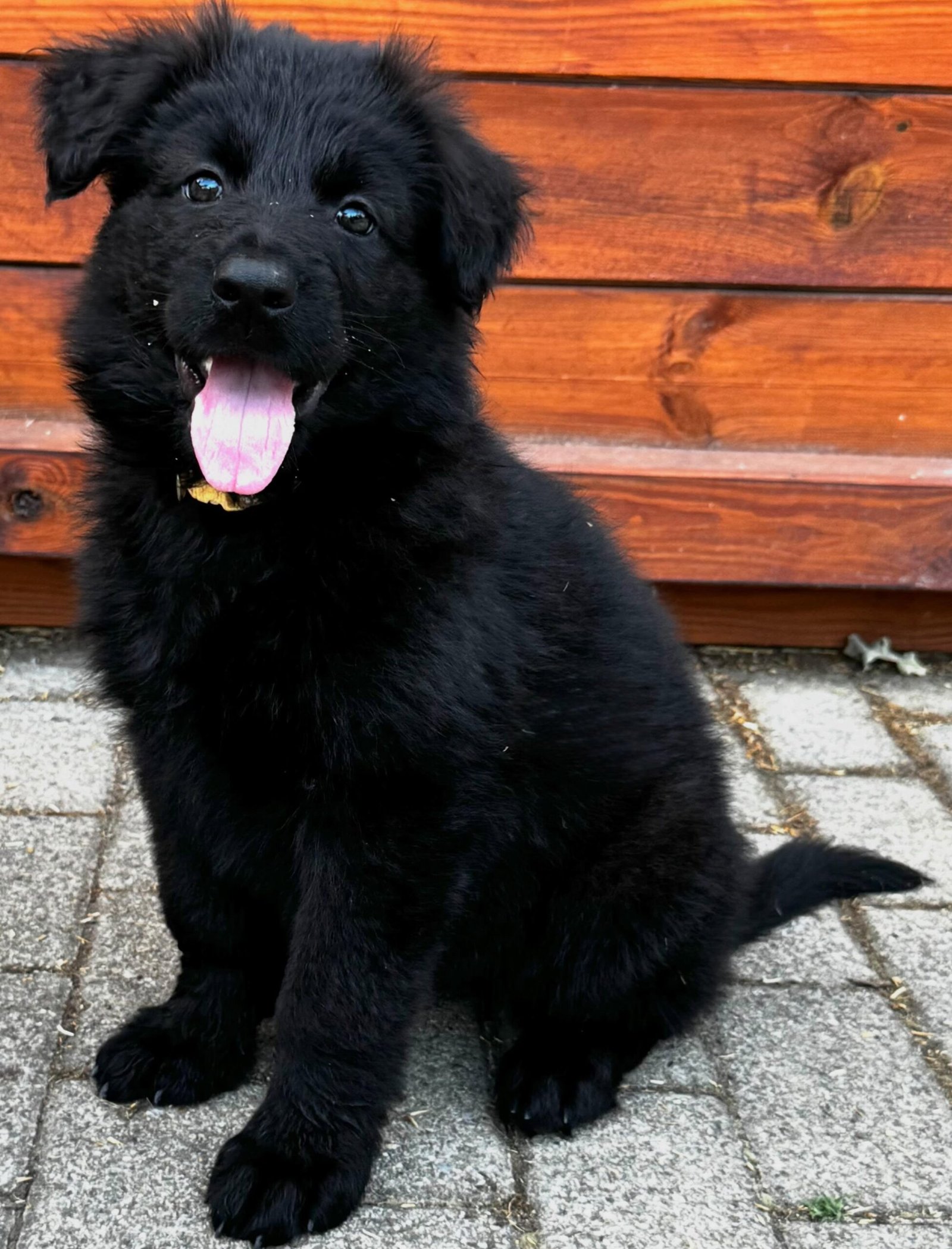 Schwarzer Deutscher Schäferhund-Welpe