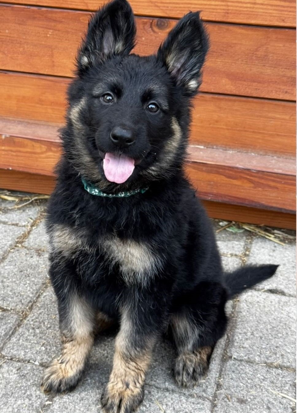 Deutscher Schäferhund-Welpe mit grünem Halsband