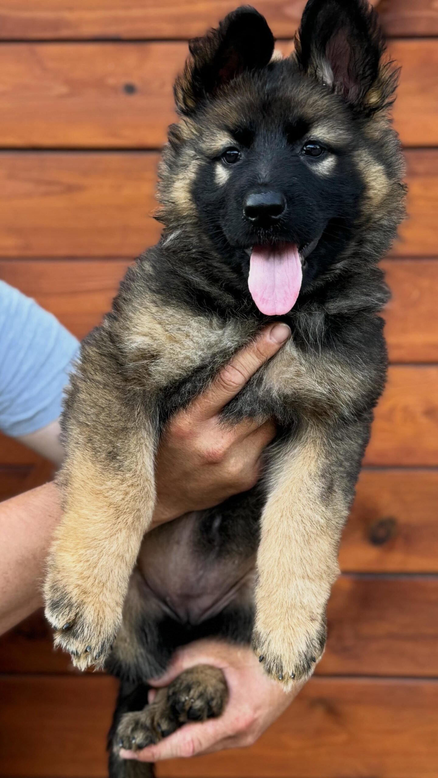 Deutscher Schäferhund-Welpe wird hochgehalten